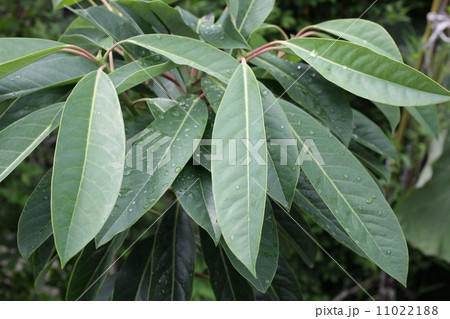 ユズリハ ユズリハ 11022188