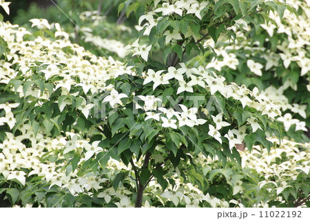 ヤマボウシ ヤマボウシ 11022192