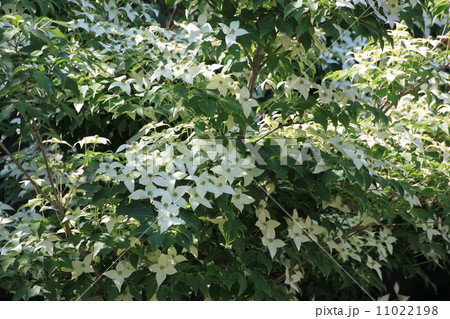 ヤマボウシ ヤマボウシ 11022198