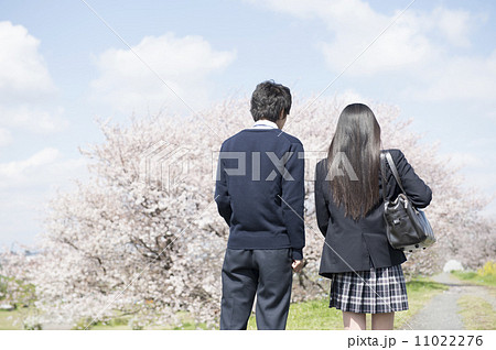 桜と高校生カップルの写真素材