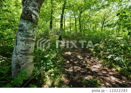 安達太良山 ブナ新緑1 安達太良山 ブナ新緑1 11022285