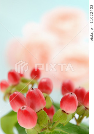 ヒペリカム 11022402