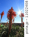 アロエ　花 11022408