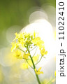 菜の花 11022410