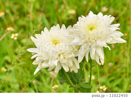 Spring Flower Spring Flower 11022450