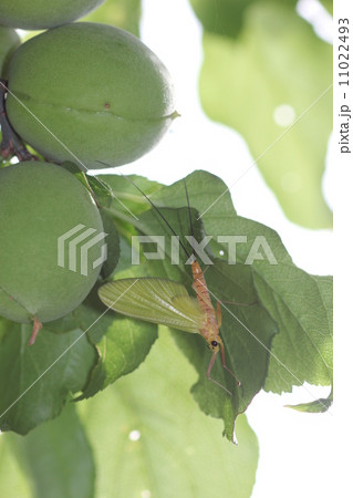 カゲロウの亜成虫０１ 11022493