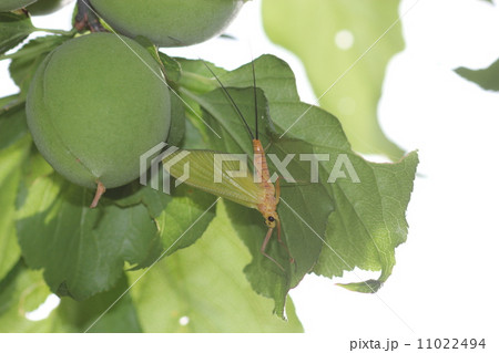 カゲロウの亜成虫０２ 11022494