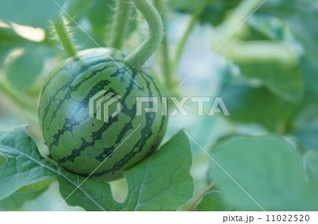 ミニスイカ 11022520