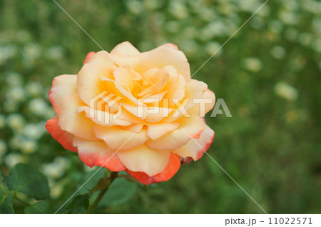 フロージン（薔薇） 11022571