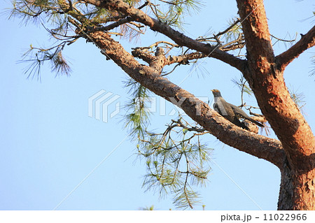 カッコウ 11022966