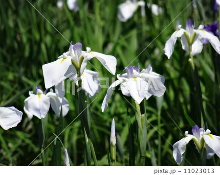 花菖蒲 11023013