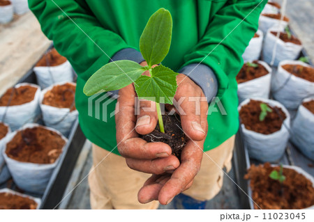 Cucumber seedling on hand farmer 11023045