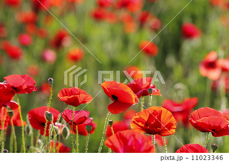 ポピー畑 ポピー畑 11023346