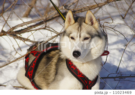 Siberian Husky watches 11023469