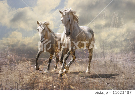 A pair of white horses 11023487