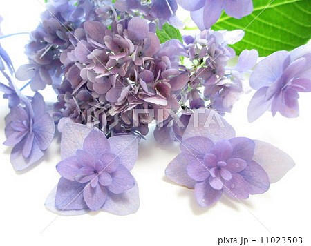 爽やかな花色の紫陽花　Hydrangea of a refreshing color of a flower 11023503