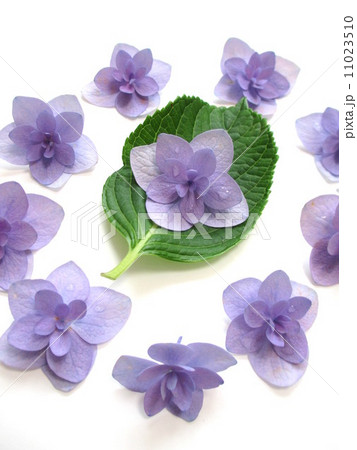 爽やかな花色の紫陽花　Hydrangea of a refreshing color of a flower 11023510