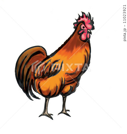 名古屋コーチン 11023921