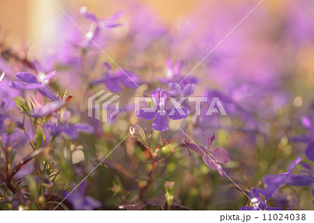 closeup photo of lobelia flowers in sunset 11024038
