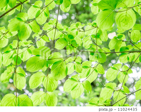 初夏のヤマボウシ 初夏のヤマボウシ 11024435