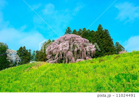 合戦場のしだれ桜 11024491