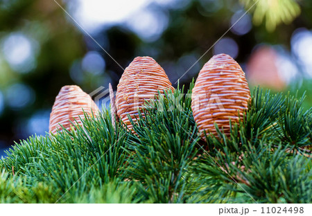 Pine cone Pine cone 11024498