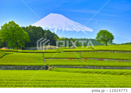 富士山と新緑の茶畑 富士山と新緑の茶畑 11024775