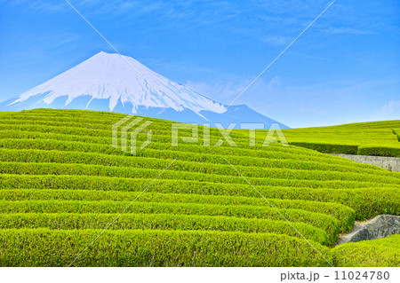 富士山と新緑の茶畑 11024780