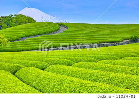 富士山と新緑の茶畑 富士山と新緑の茶畑 11024781