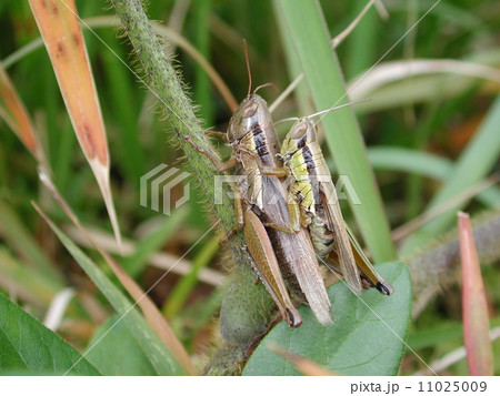 ハネナガイナゴ 11025009