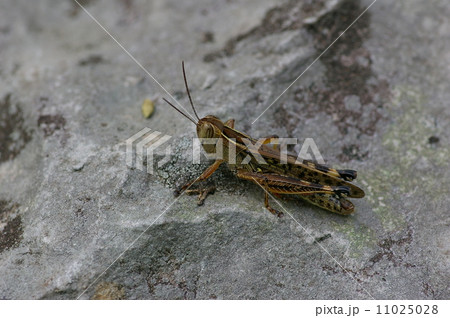 セグロバッタ セグロバッタ 11025028