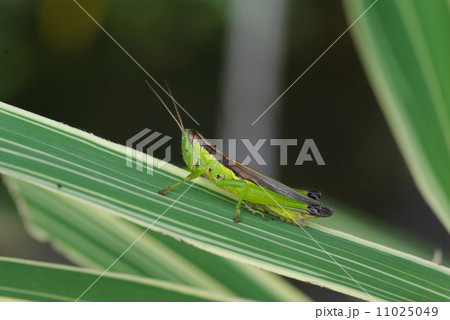 ハネナガイナゴ ハネナガイナゴ 11025049