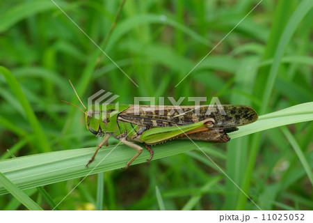 トノサマバッタ トノサマバッタ 11025052