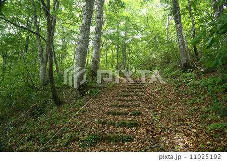 山の階段 11025192