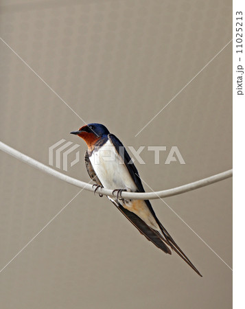ツバメ ツバメ 11025213