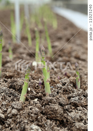 アスパラ畑 アスパラ畑 11025240
