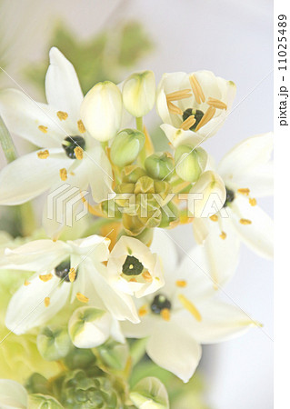 花 植物 フラワーアレンジメント 生け花 生花 お花切花 花束 新緑 緑の葉 緑の実 白い花 の写真素材