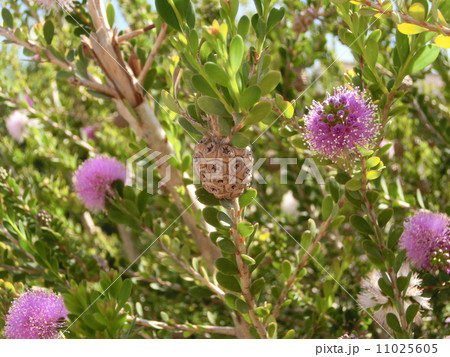 薄紫色のメラレウカの種子 11025605