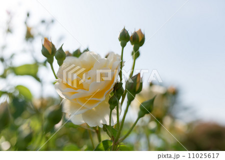 バラグラハム・トーマス 11025617