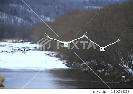 タンチョウ 11025838