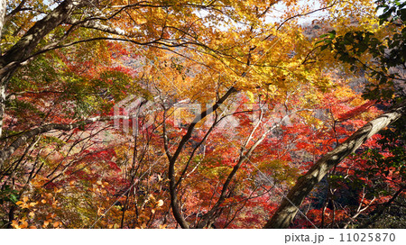 養老渓谷の紅葉 養老渓谷の紅葉 11025870