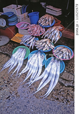 魚屋 11025979