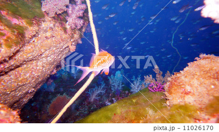 サクラハナダイ 11026170