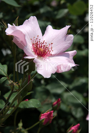 Dainty Bess 11026452