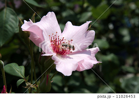 Dainty Bess 11026453