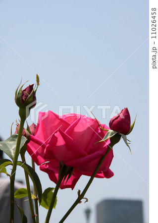 Maria Callas Maria Callas 11026458