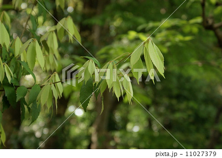 イチイガシ 一位樫 Quercus gilva Blume イチイガシ 一位樫 Quercus gilva Blume 11027379