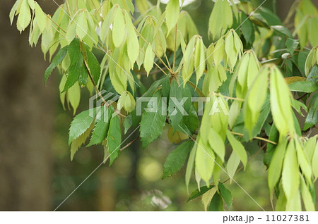 イチイガシ　一位樫　Quercus gilva Blume 11027381