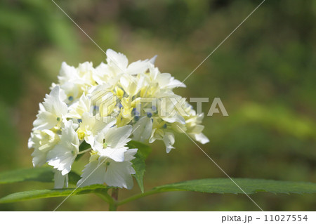 花吹雪・アジサイ 11027554