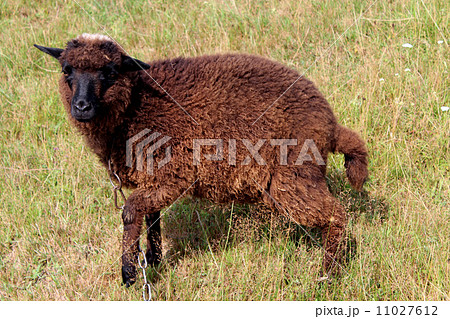 black sheep grazing on a grass 11027612